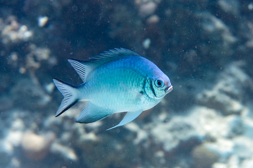 Green Damselfish