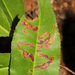 Stigmella prunifoliella - Photo (c) Flown Kimmerling, all rights reserved, uploaded by Flown Kimmerling