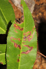 Stigmella prunifoliella - Photo (c) Flown Kimmerling, all rights reserved, uploaded by Flown Kimmerling