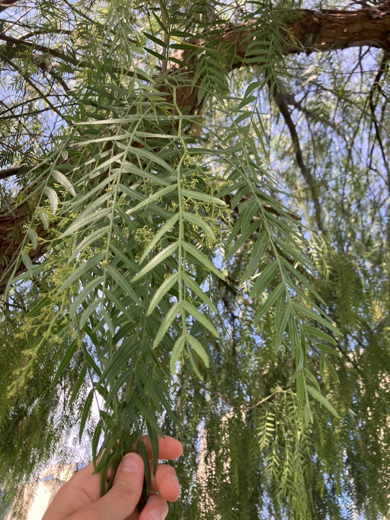 Schinus molle