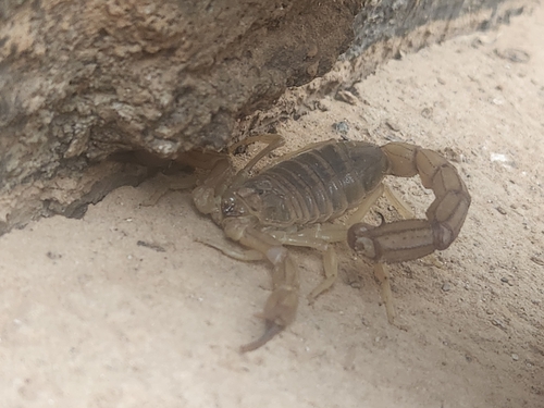 African fattail scorpion