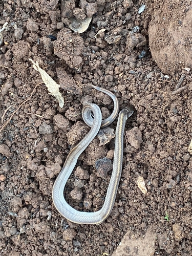 Deuve's Kukri Snake