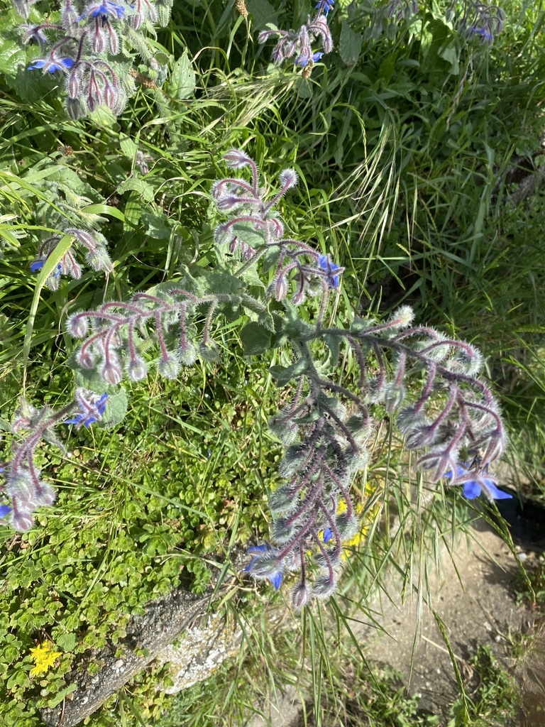 Borago officinalis