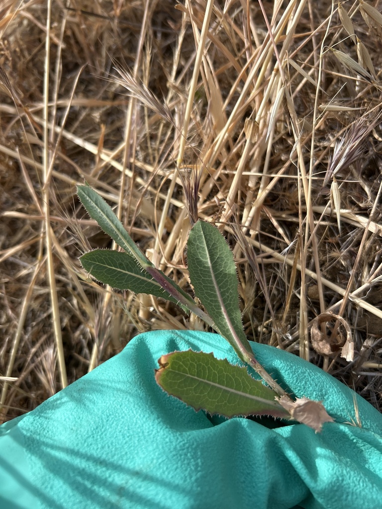 Lactuca sativa