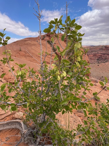 single-leaf ash