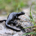 Alpine Salamander - Photo (c) Robin Duborget, all rights reserved, uploaded by Robin Duborget