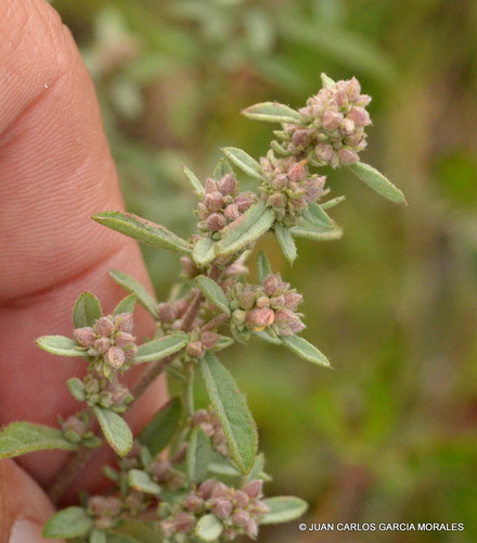 clustered frostweed