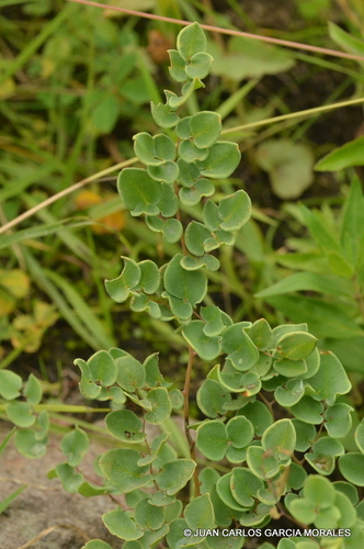 heartleaf cliffbrake
