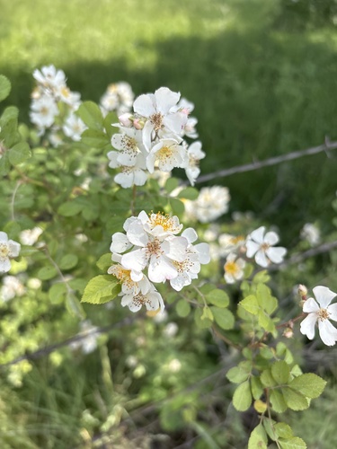 multiflora rose