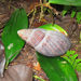 Obô Giant Snail - Photo (c) Kristian, all rights reserved, uploaded by Kristian
