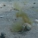 Observation photo