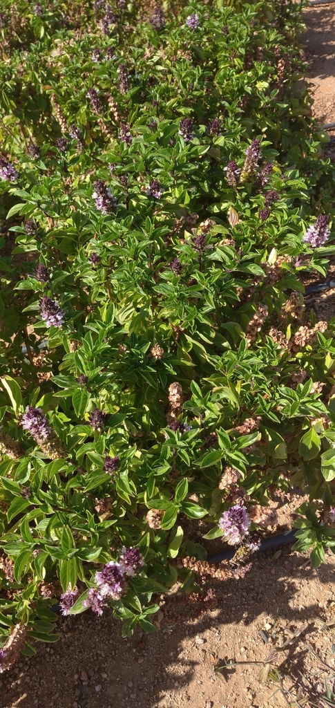 Ocimum basilicum