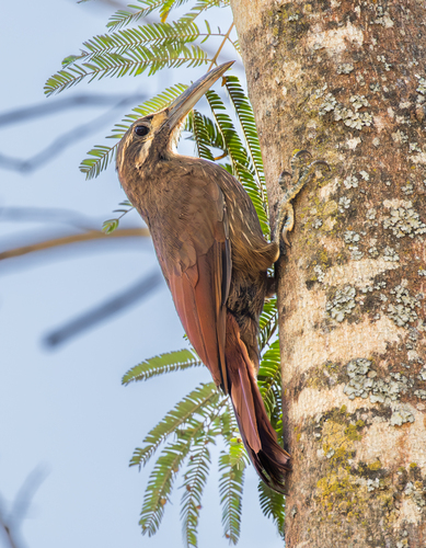 Moustached Woodcreeper