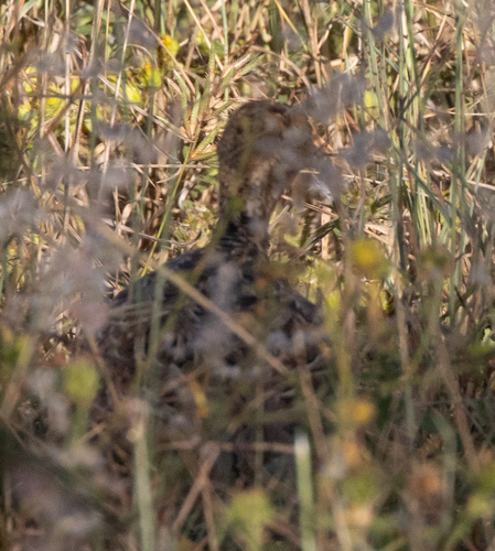 White-bellied Nothura