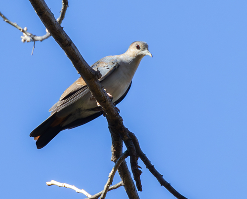 Blue Ground Dove