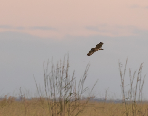 Short-eared Owl