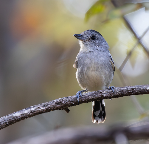 Planalto Slaty-Antshrike