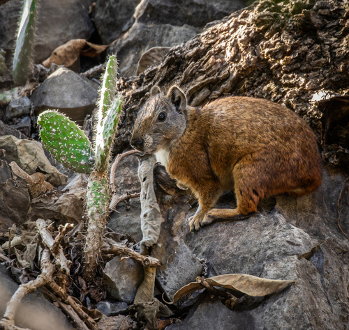 Rock Cavy