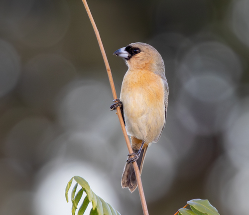 Cinnamon Tanager