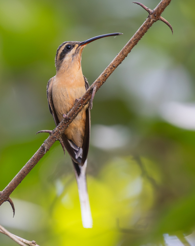 Planalto Hermit