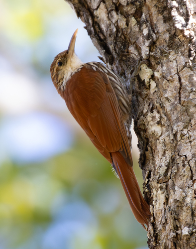 Wagler’s Woodcreeper