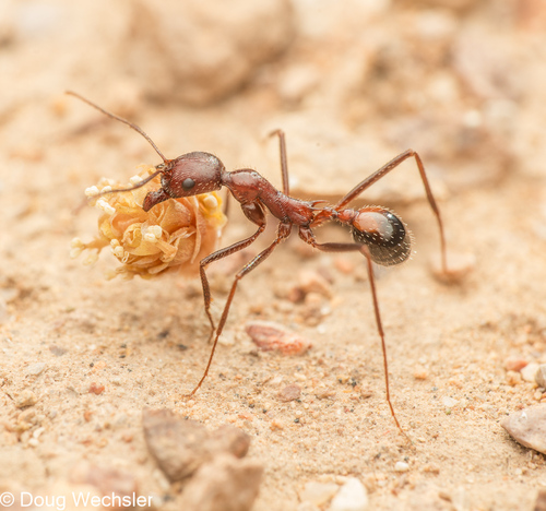 Novomessor cockerelli