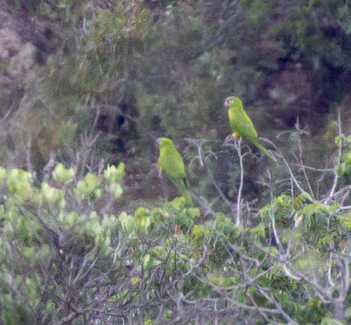 Blue-crowned Parakeet