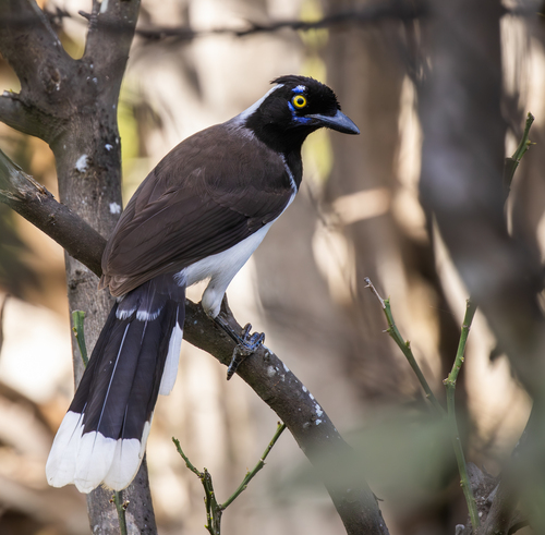White-naped Jay