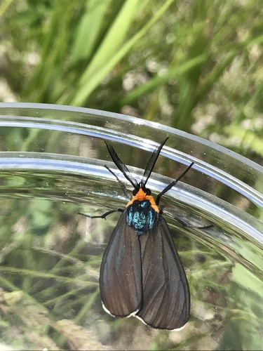 Virginia Ctenucha Moth