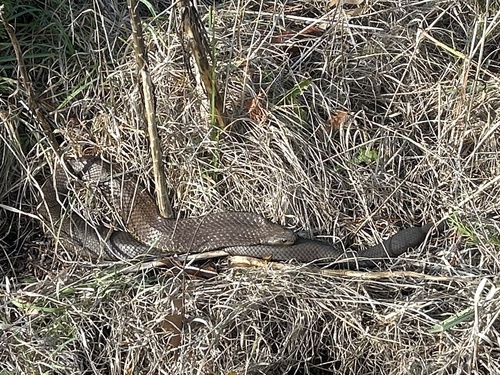 Tiger Snake sighting