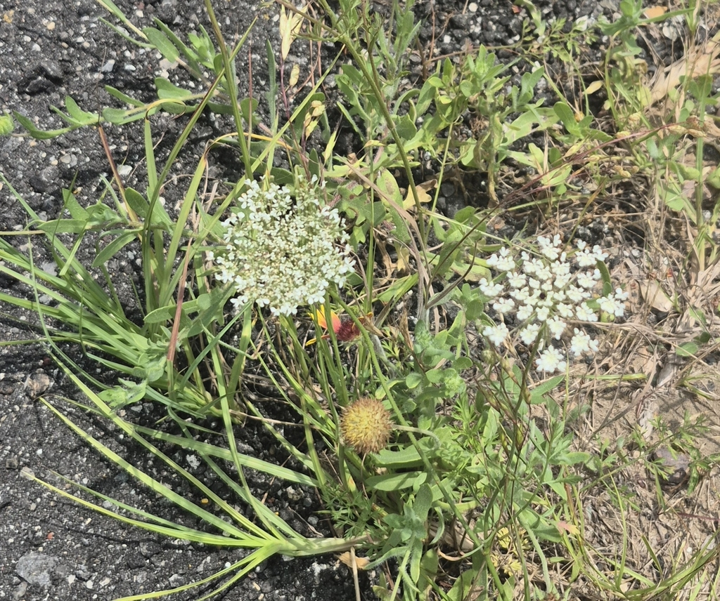 Daucus carota