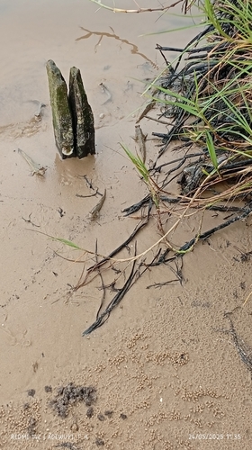 Atlantic Mudskipper