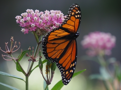 Tiger Butterflies (Subtribe Danaina) · iNaturalist