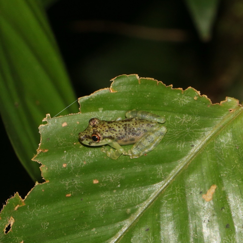 Moyobamba Snouted Tree Frog
