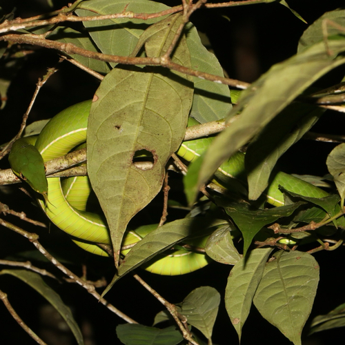 Green Vine Snake