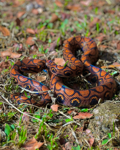 Western Rainbow Boa