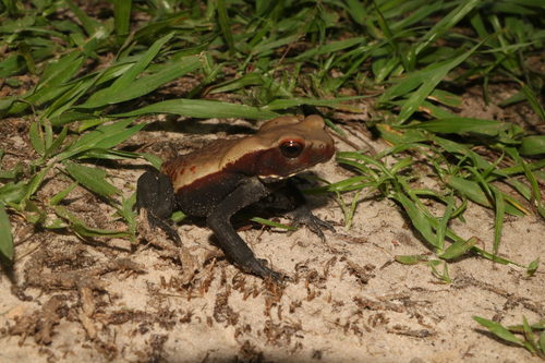 Spotted Toad