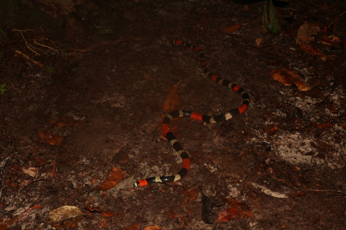 Western Ribbon Coralsnake