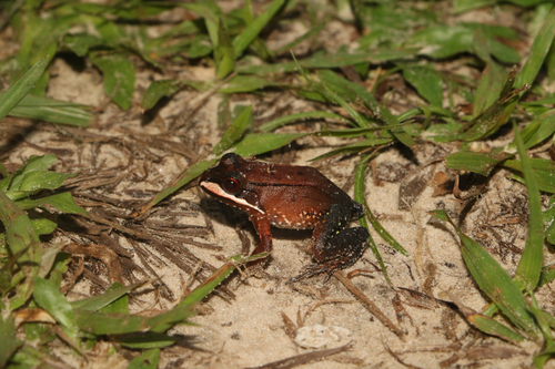 Loreto White-lipped Frog
