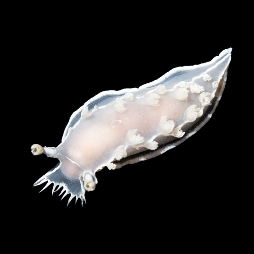 Festive Tritonid