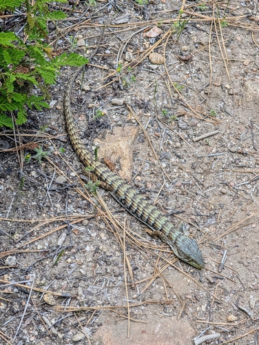 iNaturalist observation photo of California Alligator Lizard