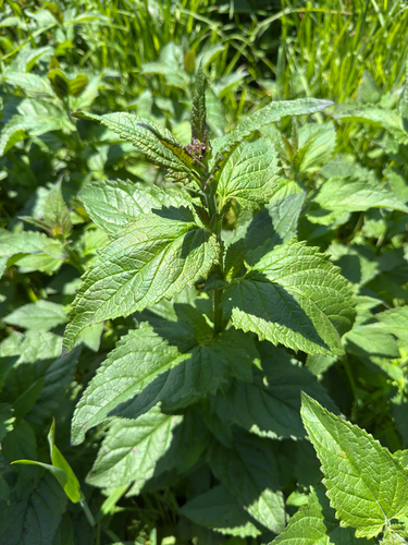 California beeplant