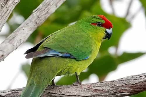 New Caledonian Parakeet