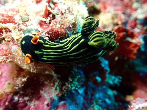 Dusky Nembrotha — seen at this dive site