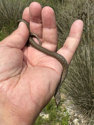 Tessellated Water Snake