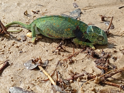Flap-necked Chameleon