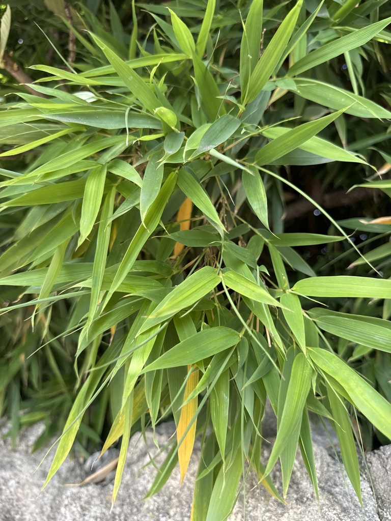 Bambusoideae
