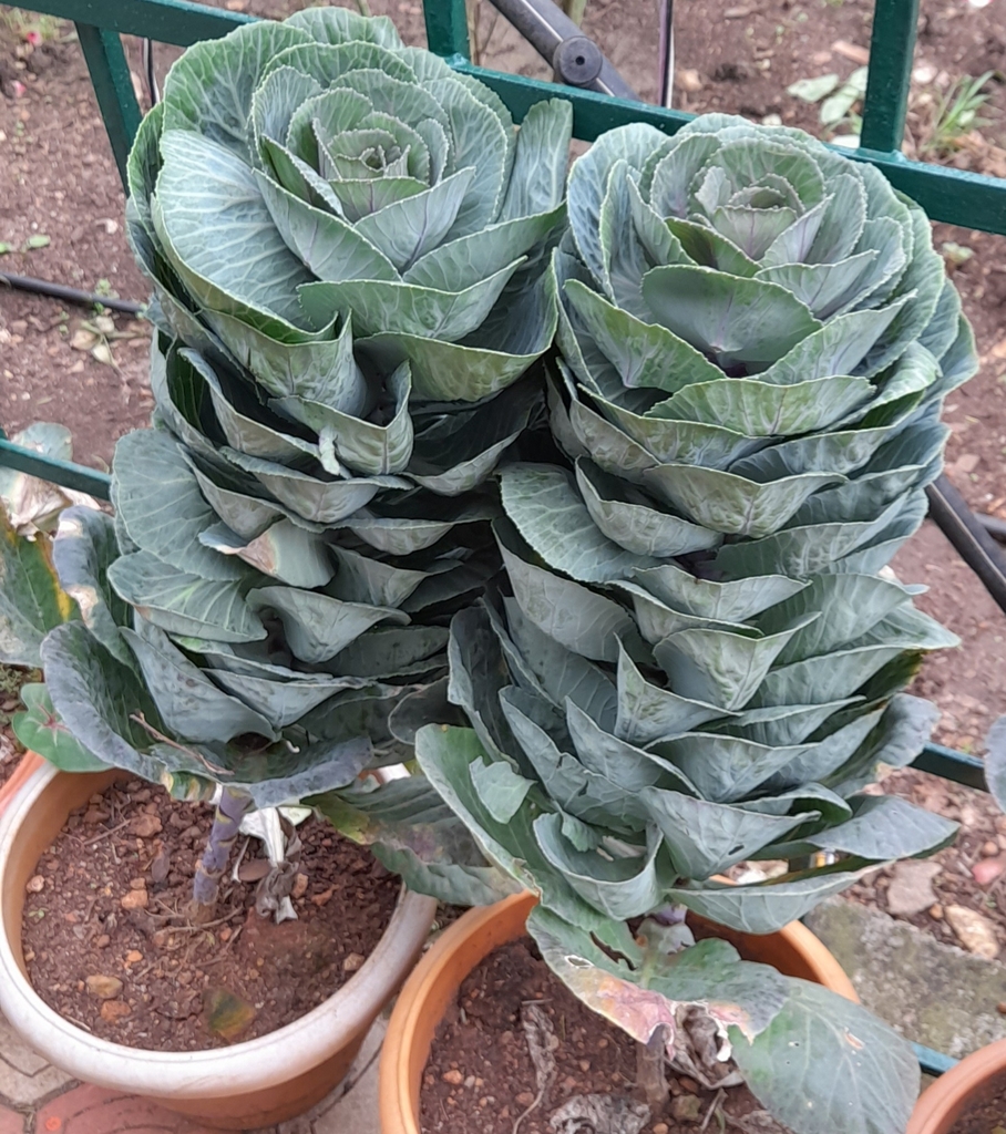 Brassica oleracea
