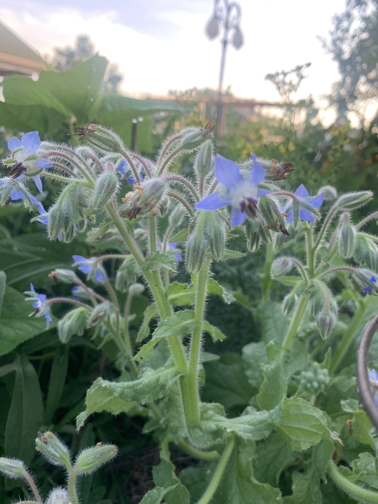 Borago officinalis