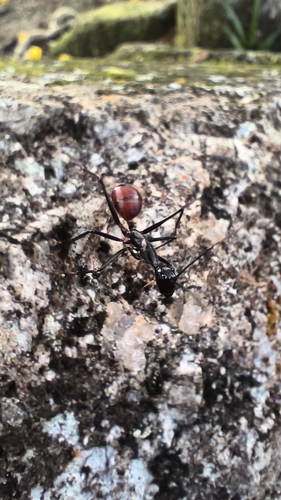 Dinomyrmex gigas gigas